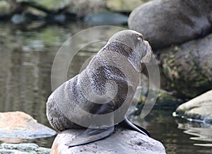 South American fur seal on rock