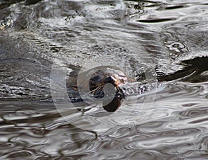 South American fur seal swimming