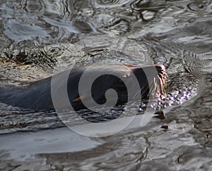 South American fur seal swimming