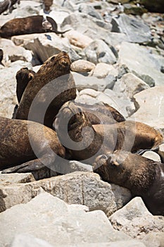 South American fur seals