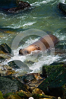 South American fur seals