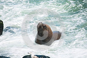 South American fur seals