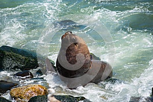 South American fur seals