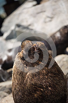 South American fur seals