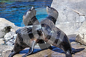 South American Fur Seals