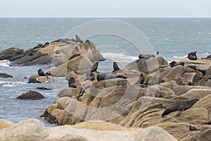 South American fur seals and sea lions, A. australis and Otaria flavescens