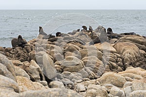 South American fur seals and sea lions, A. australis and Otaria flavescens