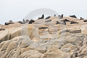 South American fur seals and sea lions, A. australis and Otaria flavescens