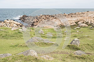 South American fur seals and sea lions, A. australis and Otaria flavescens