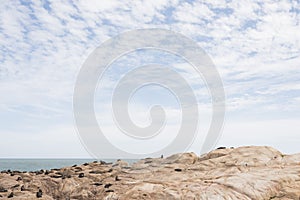 South American fur seals and sea lions, A. australis and Otaria flavescens