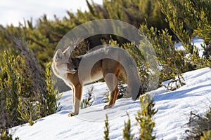 South American gray fox in a forest covered in the snow and greenery in Patagonia, Argentina