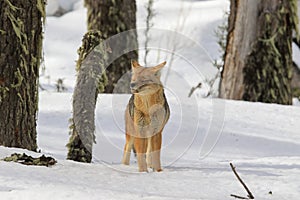 South American gray fox in a forest covered in the snow under the sunlight in Patagonia, Argentina