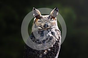 South American Great Horned Owl - Nocturnal Bird