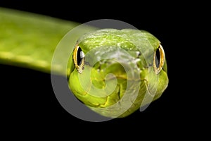 South American green vine snake (Oxybelis fulgidus)