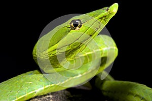 South American green vine snake, Oxybelis fulgidus