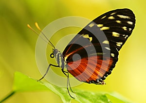 South American Harmonia Tiger Wing Butterfly