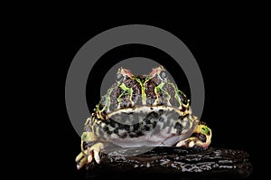 South American Horned Frog