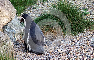 South american humboldt penguin