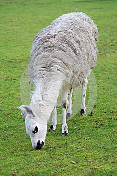 South american lama in a farm