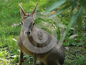 South American Mara.