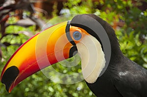 South american multicolored toco toucan close uo