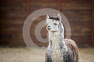 The South American pack-animal of the family. Camels with valuable wool