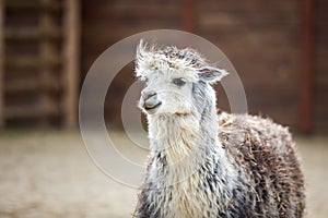 The South American pack-animal of the family. Camels with valuable wool