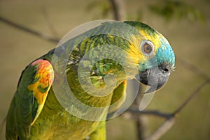 South American parrot