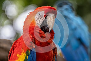 South American Parrot