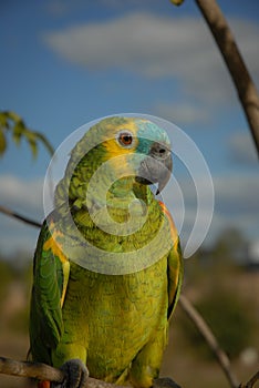 South American parrot photo