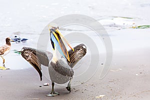 South American Pelican on Ballestas Islands in Peru,Paracas National park.