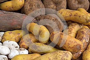 South American Potatoes photo