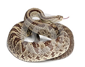 South American rattlesnake - Crotalus durissus