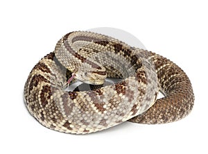 South American rattlesnake - Crotalus durissus, poisonous