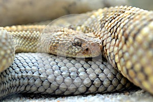 South American rattlesnake Crotalus durissus unicolor close up. photo