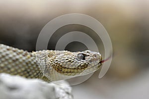 South American rattlesnake Crotalus durissus unicolor close up. photo