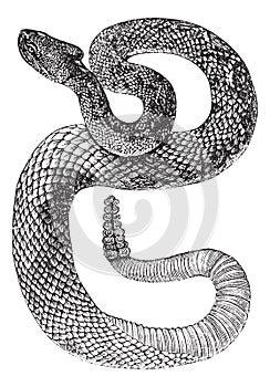 South American Rattlesnake or Tropical Rattlesnake or Crotalus durissus vintage engraving