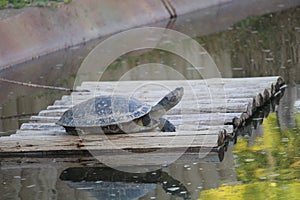 South American river turtle photography (Podocnemis expansa)