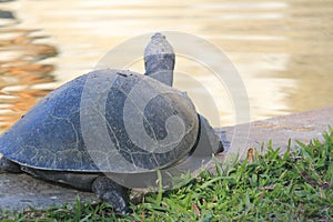 South American river turtle photography (Podocnemis expansa)