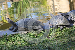 South American river turtle photography (Podocnemis expansa)