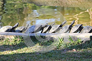 South American river turtle photography (Podocnemis expansa)