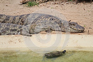 South American river turtle (Podocnemis expansa) and a Broad-snouted caiman (Caiman latirostris)