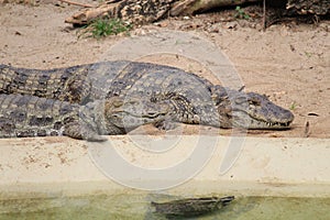 South American river turtle (Podocnemis expansa) and a Broad-snouted caiman (Caiman latirostris)