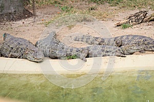 South American river turtle (Podocnemis expansa) and a Broad-snouted caiman (Caiman latirostris) photo