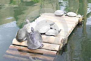 South American river turtle (Podocnemis expansa), Tartaruga-da-amazÃ´nia, araÃº, jurarÃ¡-aÃ§u e tartaruga-do-Amazonas photo