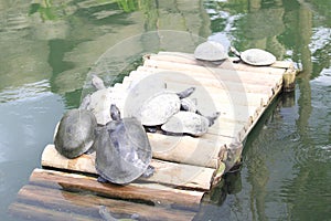 South American river turtle (Podocnemis expansa), Tartaruga-da-amazÃ´nia, araÃº, jurarÃ¡-aÃ§u e tartaruga-do-Amazonas photo