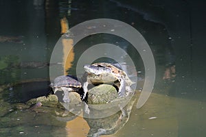Broad-snouted caiman with turtles photography (Caiman latirostris) photo