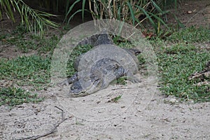 Broad-snouted caiman with turtles photography (Caiman latirostris) photo