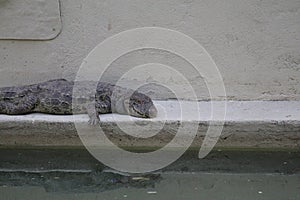 Broad-snouted caiman (Caiman latirostris) photo