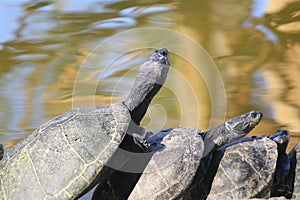 South American river turtle (Podocnemis expansa) photo